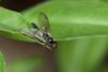 Hybos grossipes